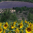 Lavender and sunflowers