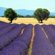 Wave of lavender