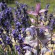 Lavender and sage